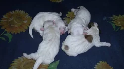 Coton de Tulear štěňátka čistokrevná bez PP