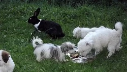 Coton de Tulear štěňátka čistokrevná bez PP