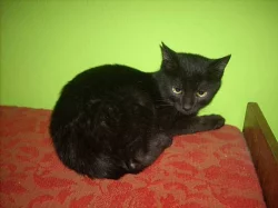 Daruji černého kocourka