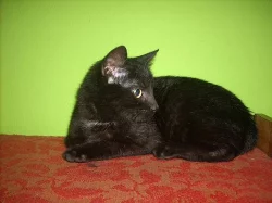 Daruji černého kocourka