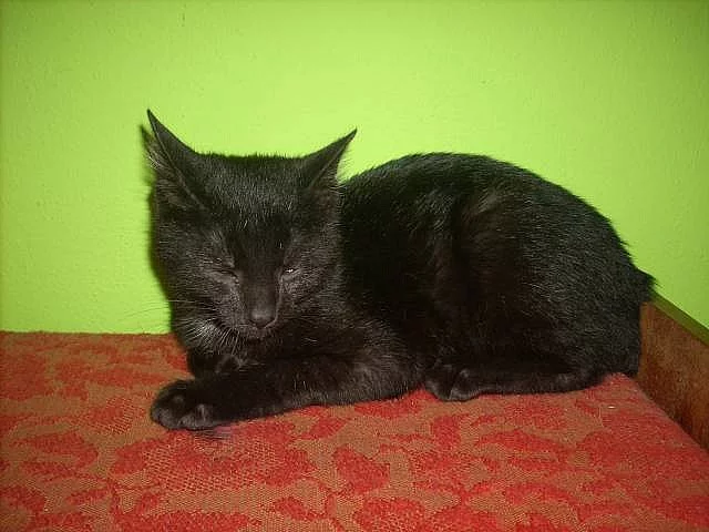 Daruji černého kocourka