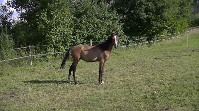 Prodám Shagya arab klisnu a hřebečka
