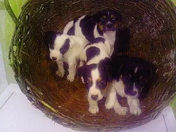 jack russell terier