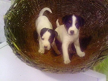 jack russell terier