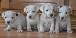 štěňátka jack russell terier