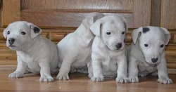 štěňátka jack russell terier