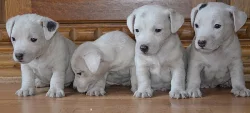 štěňátka jack russell terier
