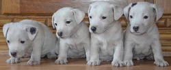 štěňátka jack russell terier