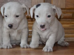štěňátka jack russell terier