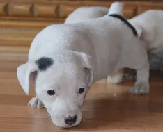 štěňátka jack russell terier