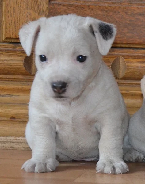 štěňátka jack russell terier