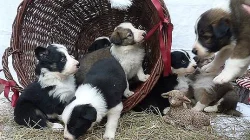 Border kolie štěňátka s průkazem původu