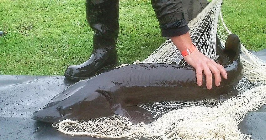 Prodej jeseterů sibiřských 8-10kg