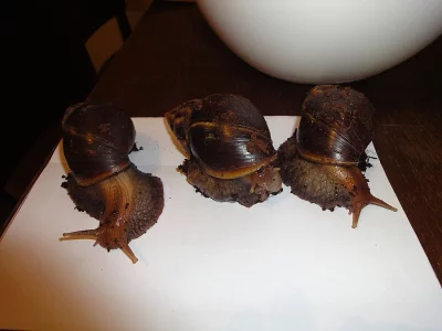 Daruji 3 šneky Achatina Fulica - SPĚCHÁ!