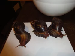 Daruji 3 šneky Achatina Fulica - SPĚCHÁ!
