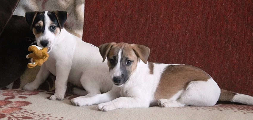 Jack Russell Terrier