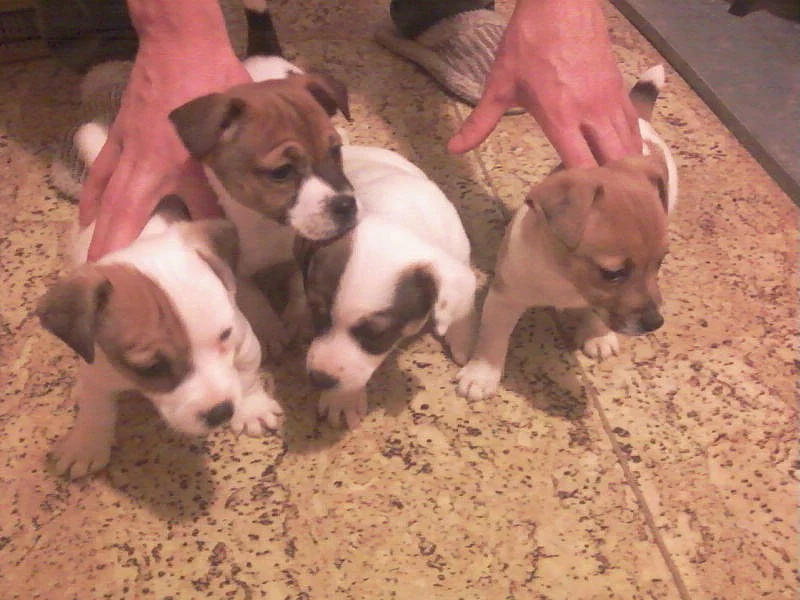jack russel terier stenata