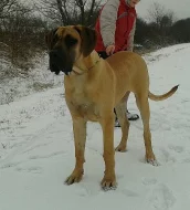 Německá doga žlutá