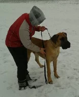 Německá doga žlutá