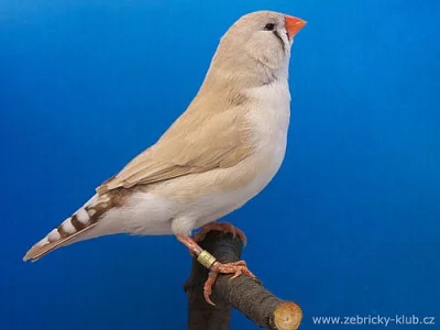 Zebřička pestrá