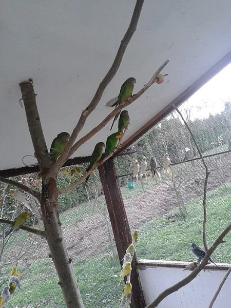 Papoušek nádherný 4x