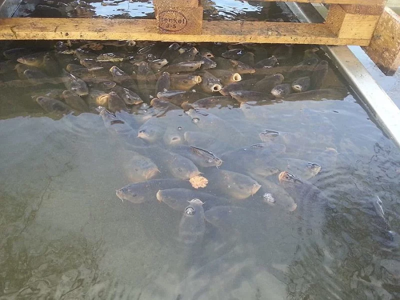 Prodej kapří násady