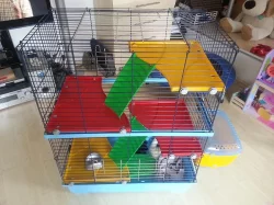 Krásná mazlivá fretka – albín