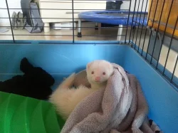 Krásná mazlivá fretka – albín