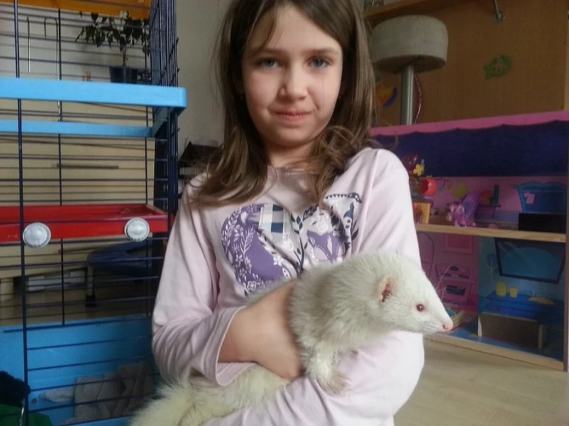 Krásná mazlivá fretka – albín