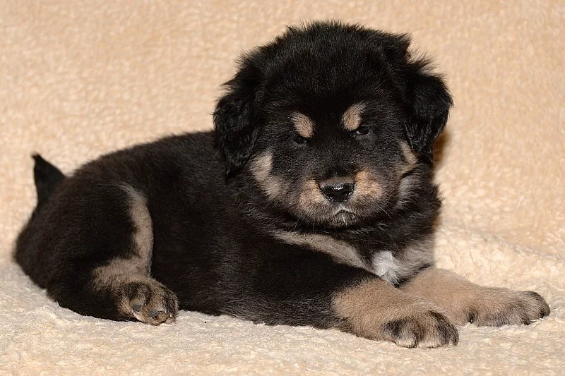 Tibetská doga - štěňata