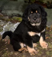 Tibetská doga - štěňata
