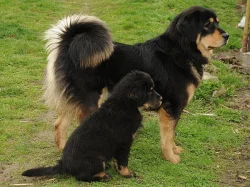 Tibetská doga - štěňata