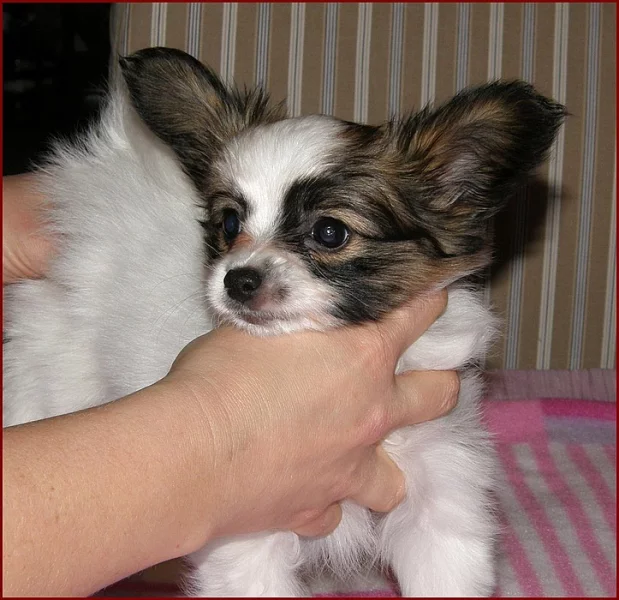 Papillon