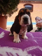 Basset Hound, Basset, Baset