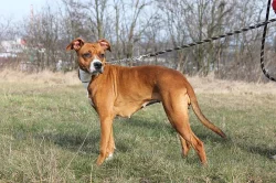 Pitbulka Emilka hledá domov