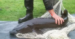 Prodej jeseterů za nejlepší ceny