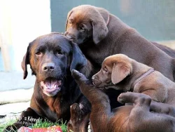 Štěňata Labrador s PP