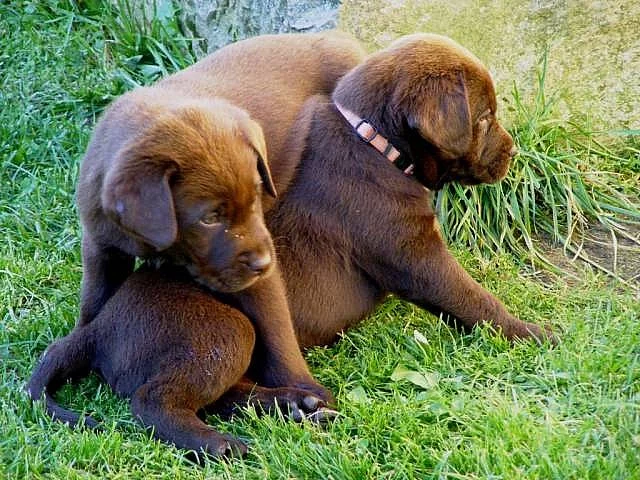 Štěňata Labrador s PP