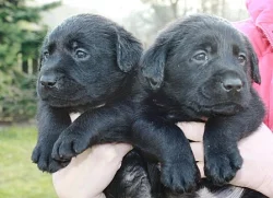 Labrador retriever