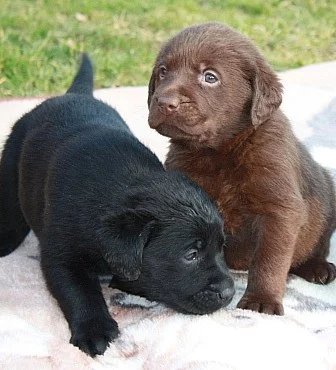 Labrador retriever