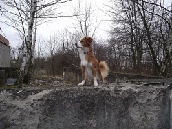 Daruji pejska do dobrých a zkušených rukou