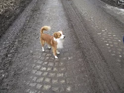 Daruji pejska do dobrých a zkušených rukou