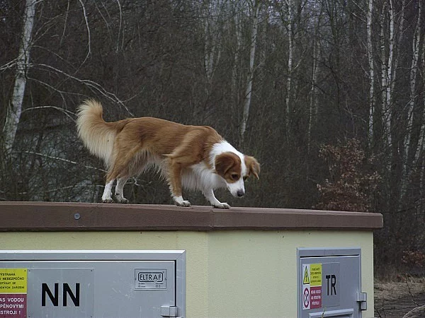 Daruji pejska do dobrých a zkušených rukou