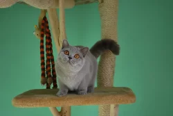 Britská krátkosrstá lilová kočka - titul IC