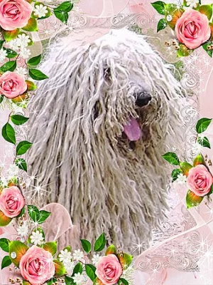 Puli s PP