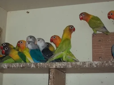 agapornis fišeri