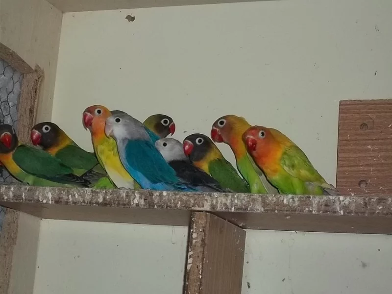 agapornis fišeri