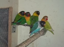 agapornis fišeri