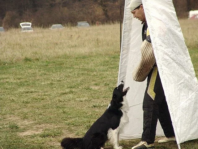 Nabídka krytí chovným psem Border kolie