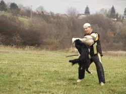 Nabídka krytí chovným psem Border kolie
